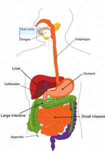 How Can Drinking Water Help My Digestion?