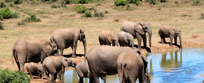 The Importance of Water in Animal Life