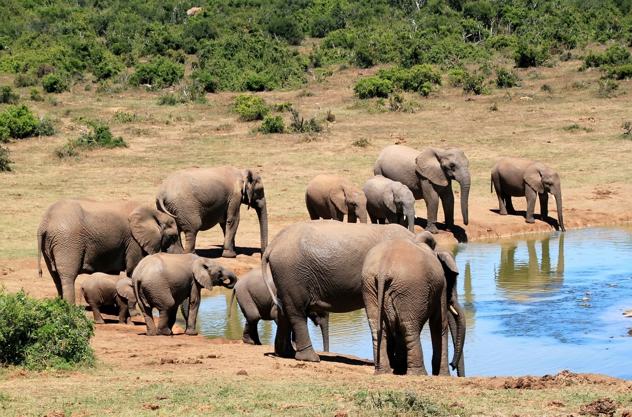 The Importance Of Water In Animal Life