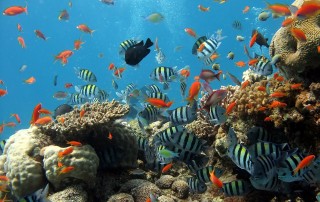 The Biggest Coral Reefs in the World