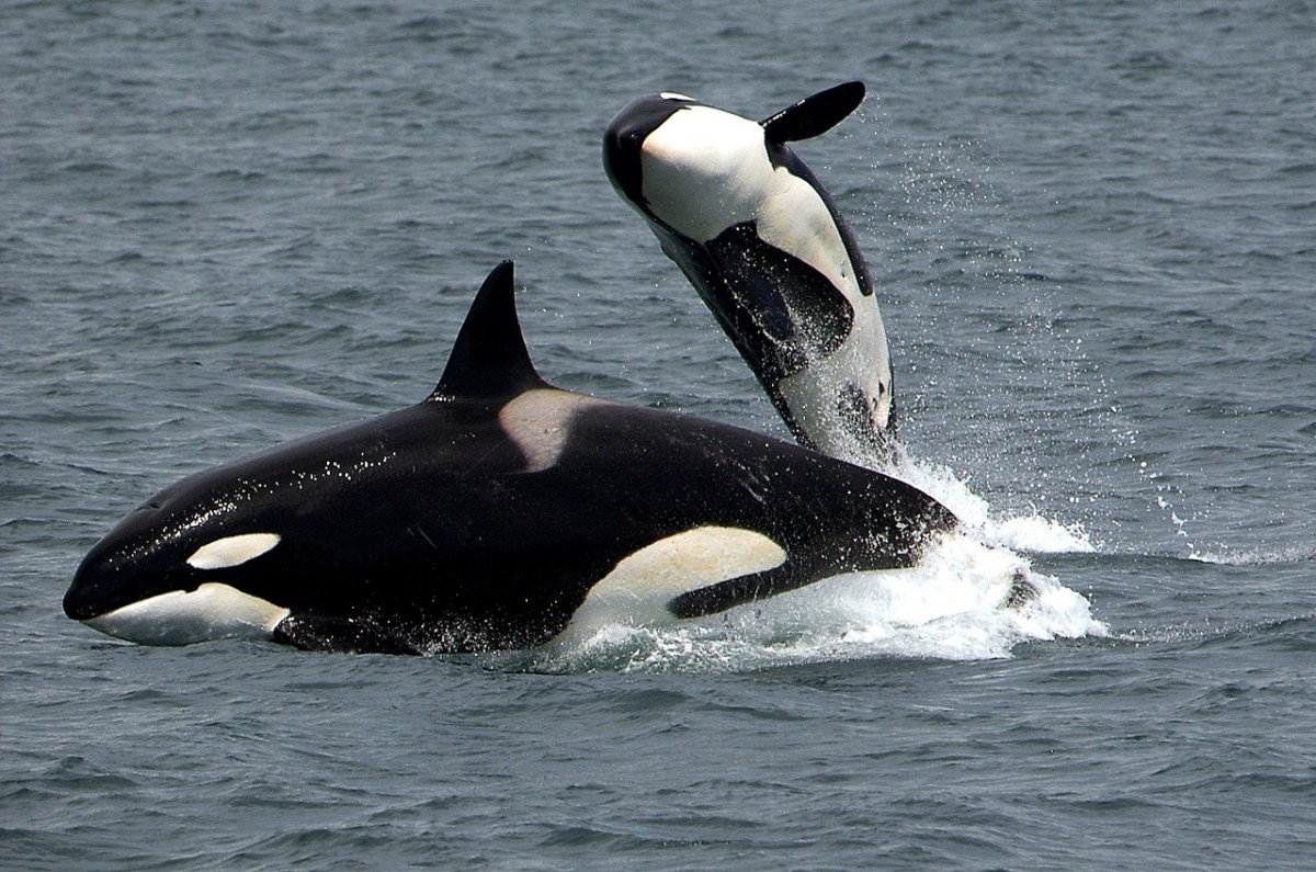 Why Orcas have endangered LivingWater