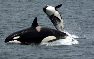 killer-whales