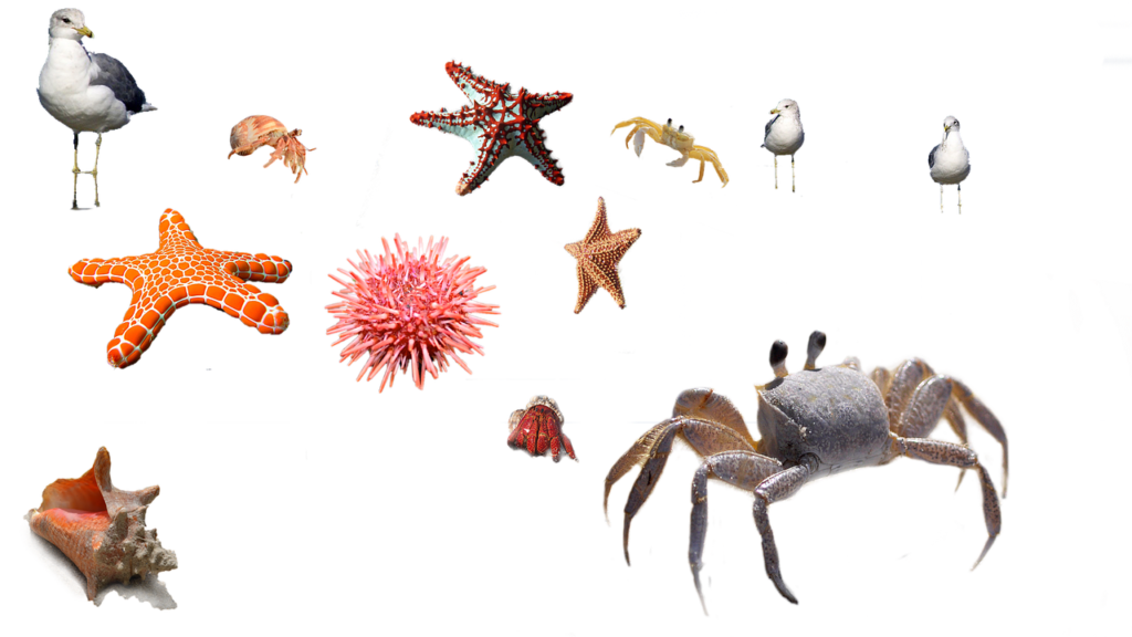 sea-animals