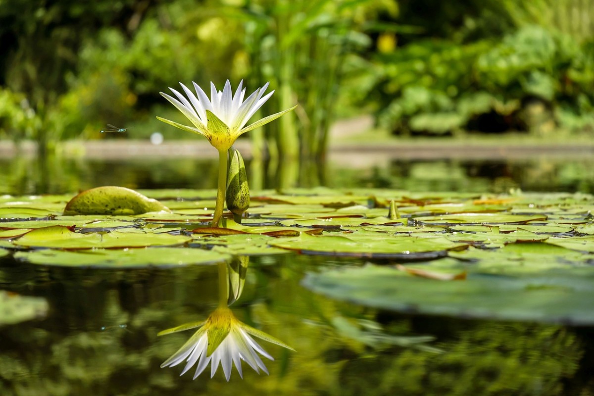 what-is-a-water-stressed-plant