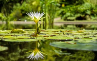 What is a Water-Stressed Plant?