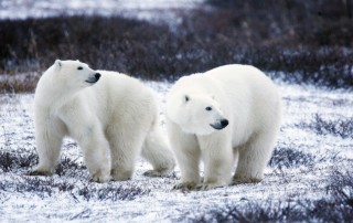 2-polar-bears