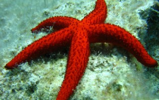 starfish