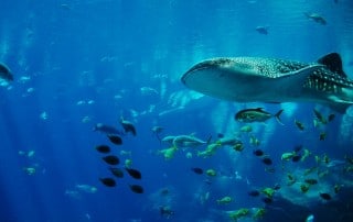 whale-shark