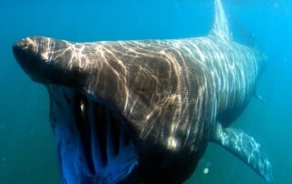 Basking Shark